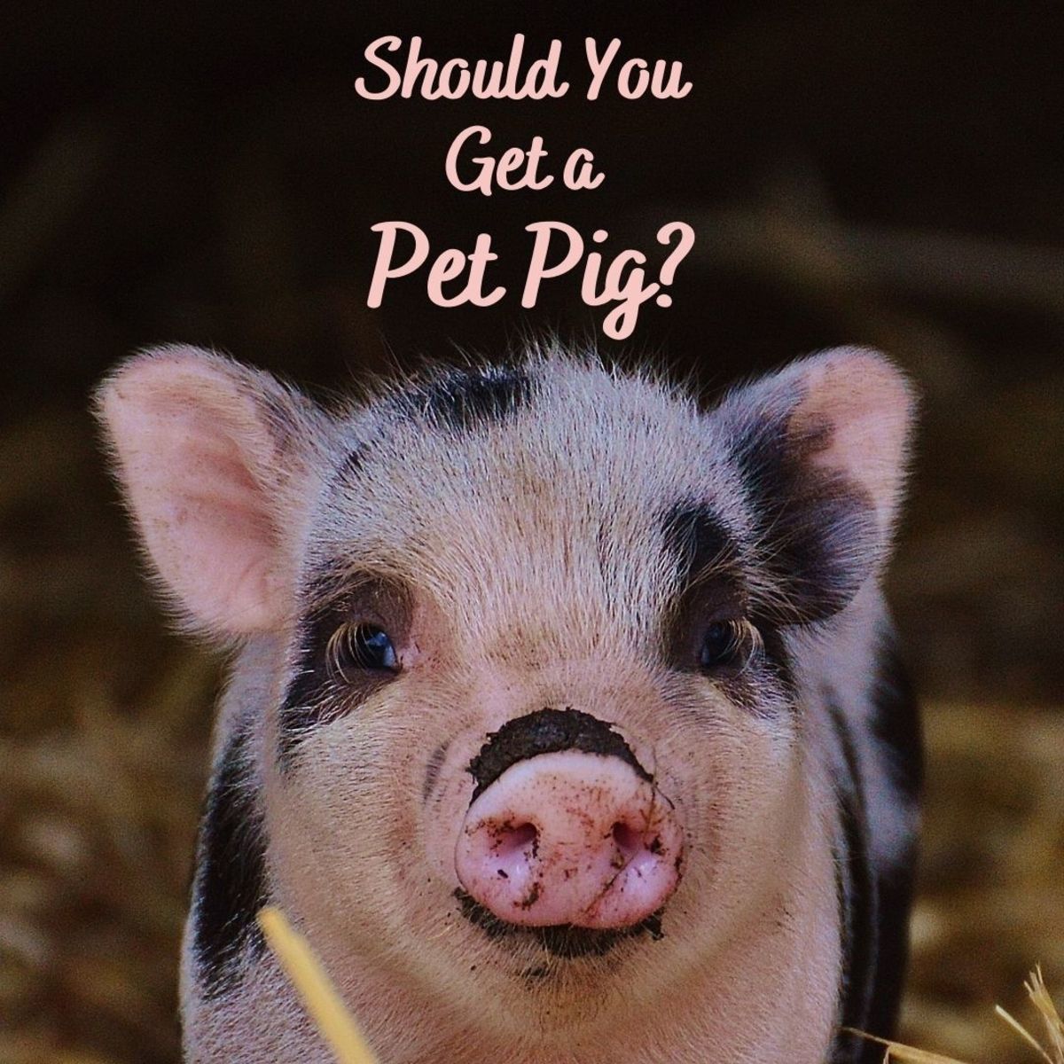 How to Decide if a Pet Pig Is Right for You