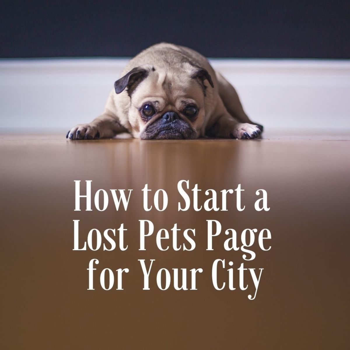 How to Start a Lost Pet Page for Your City in 6 Easy Steps