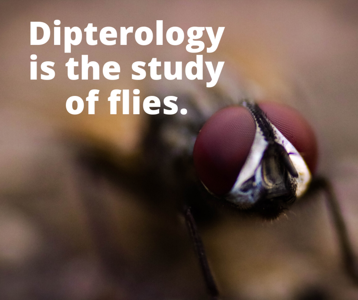 Dipterology is the study of flies.