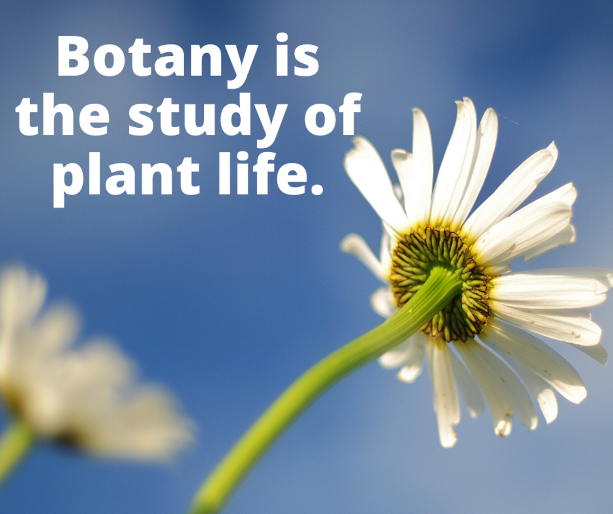 Botany is the study of plant life.