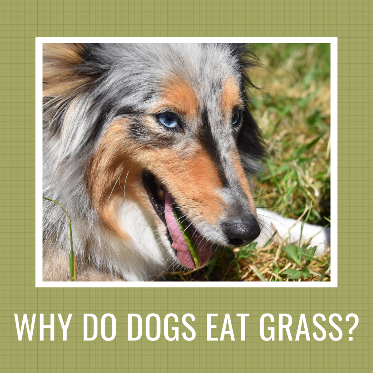 If your dog is suddenly eating grass, this article may help you.