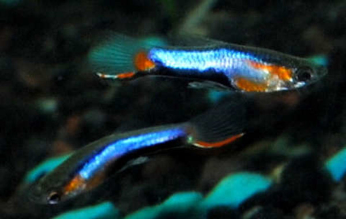 Blue Star Endlers are a very popular Campoma Endler strain.