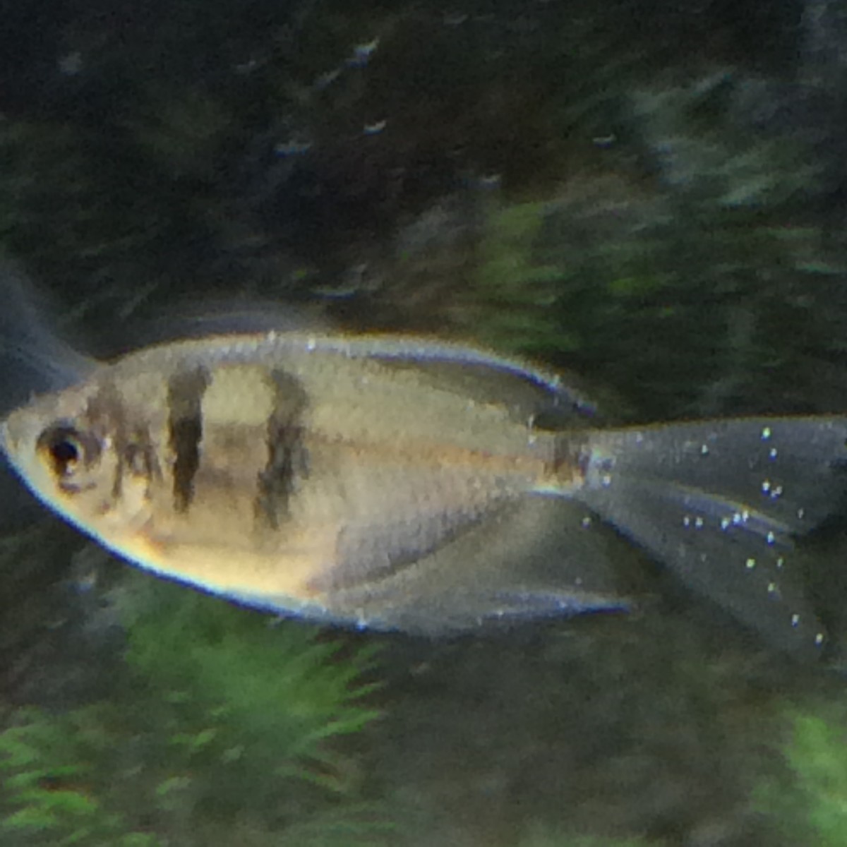 A fish with the parasite Ich (Ichthyophthirius multifiliis).