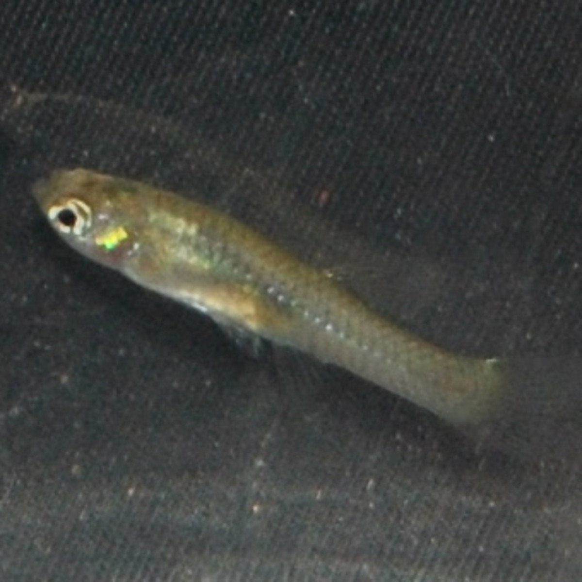 A female Endler showing signs of wasting away disease.