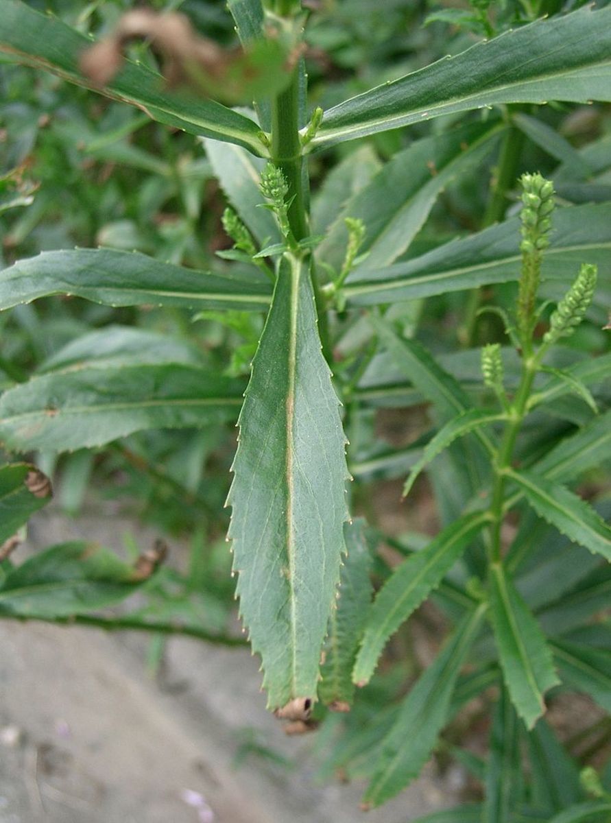 The leaves are lance shaped with serrated edges.