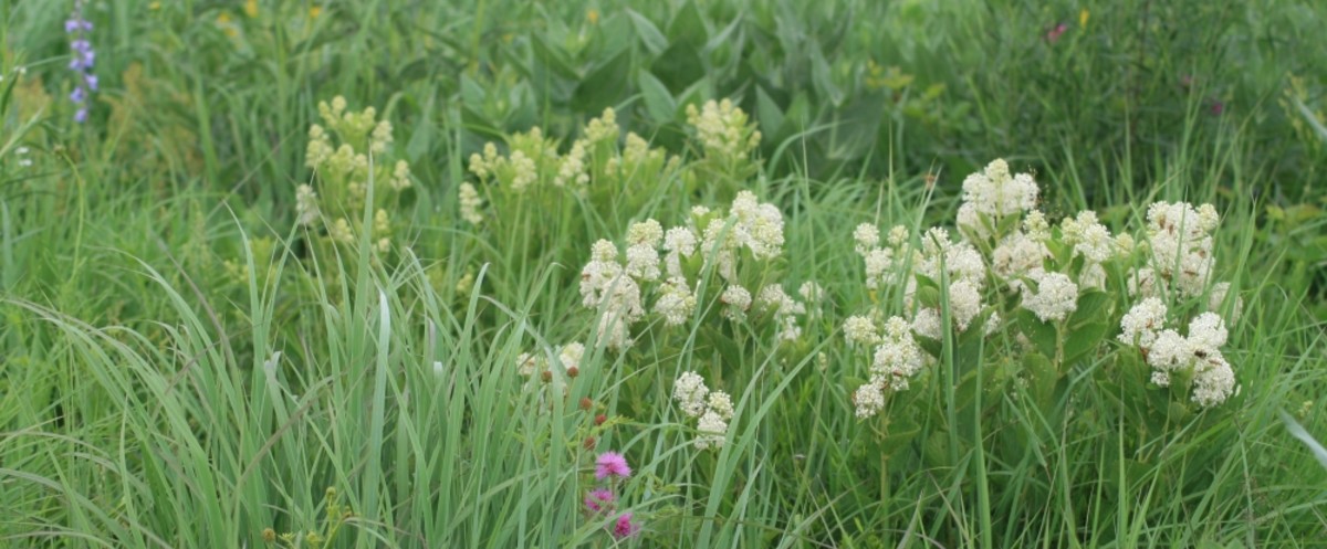Prairie gardens utilize taller plants with a loose, unconstrained appearance.