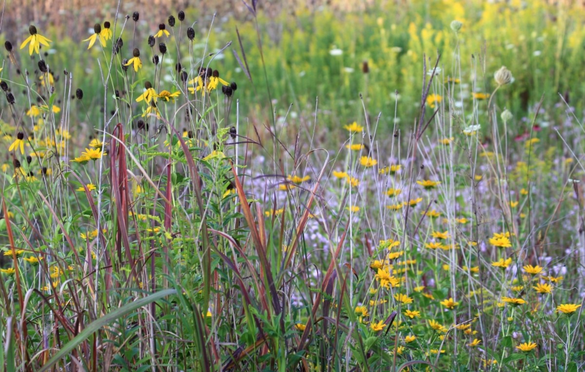 Why Prairie Flowers Are Great for Your Garden