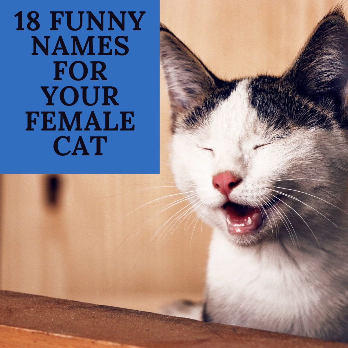 Some of these funny cat names will really crack you up.
