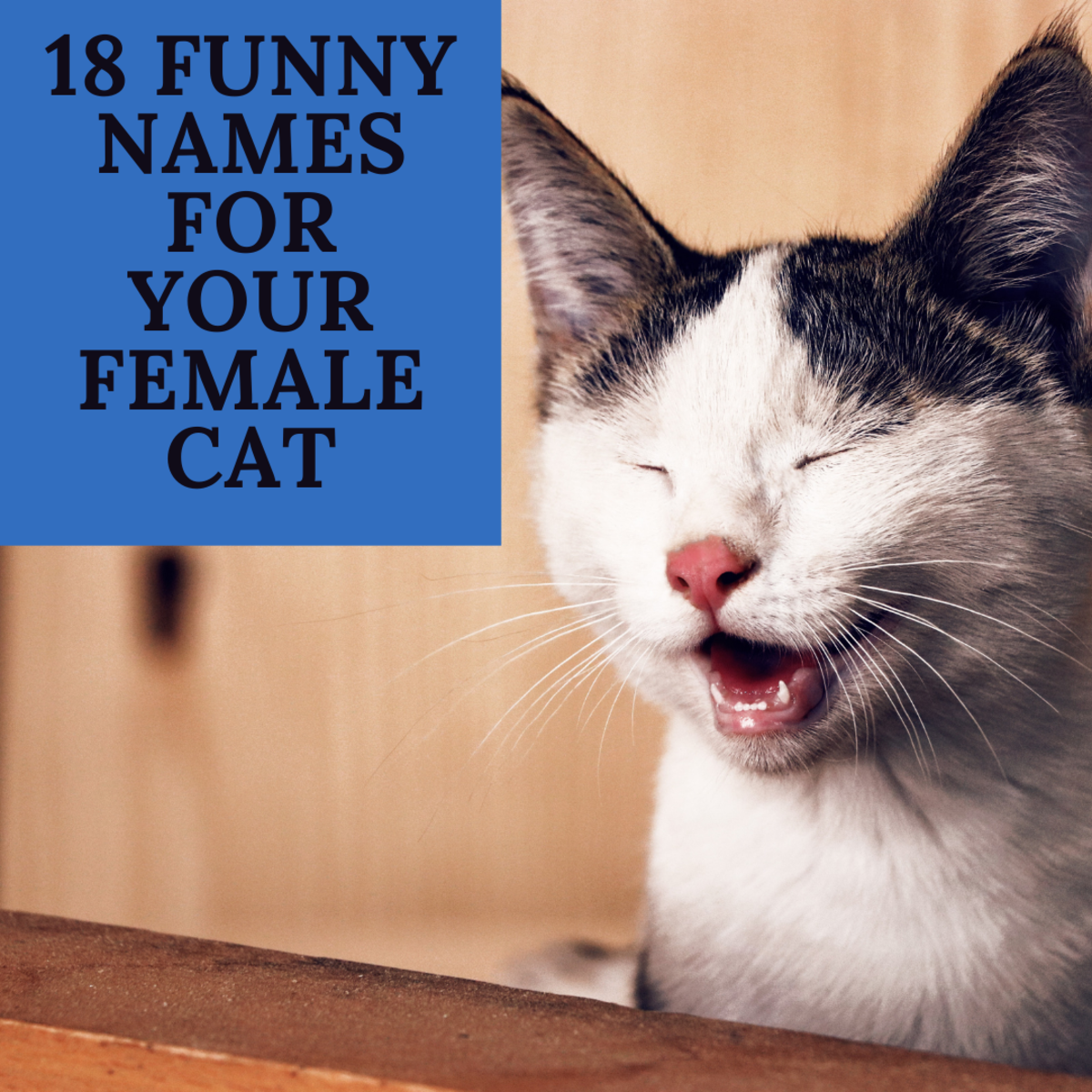 18 Funny Female Cat Names Inspired By Movies PetHelpful