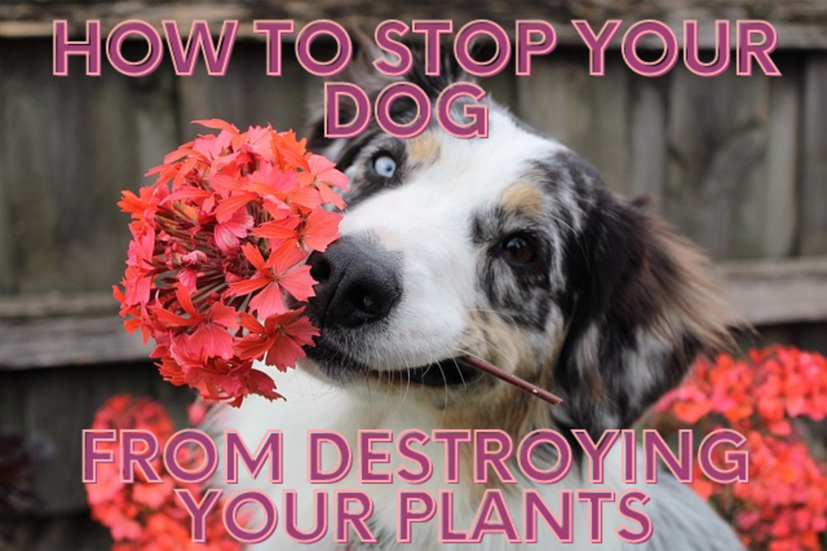 How to stop your dog from destroying your plants!
