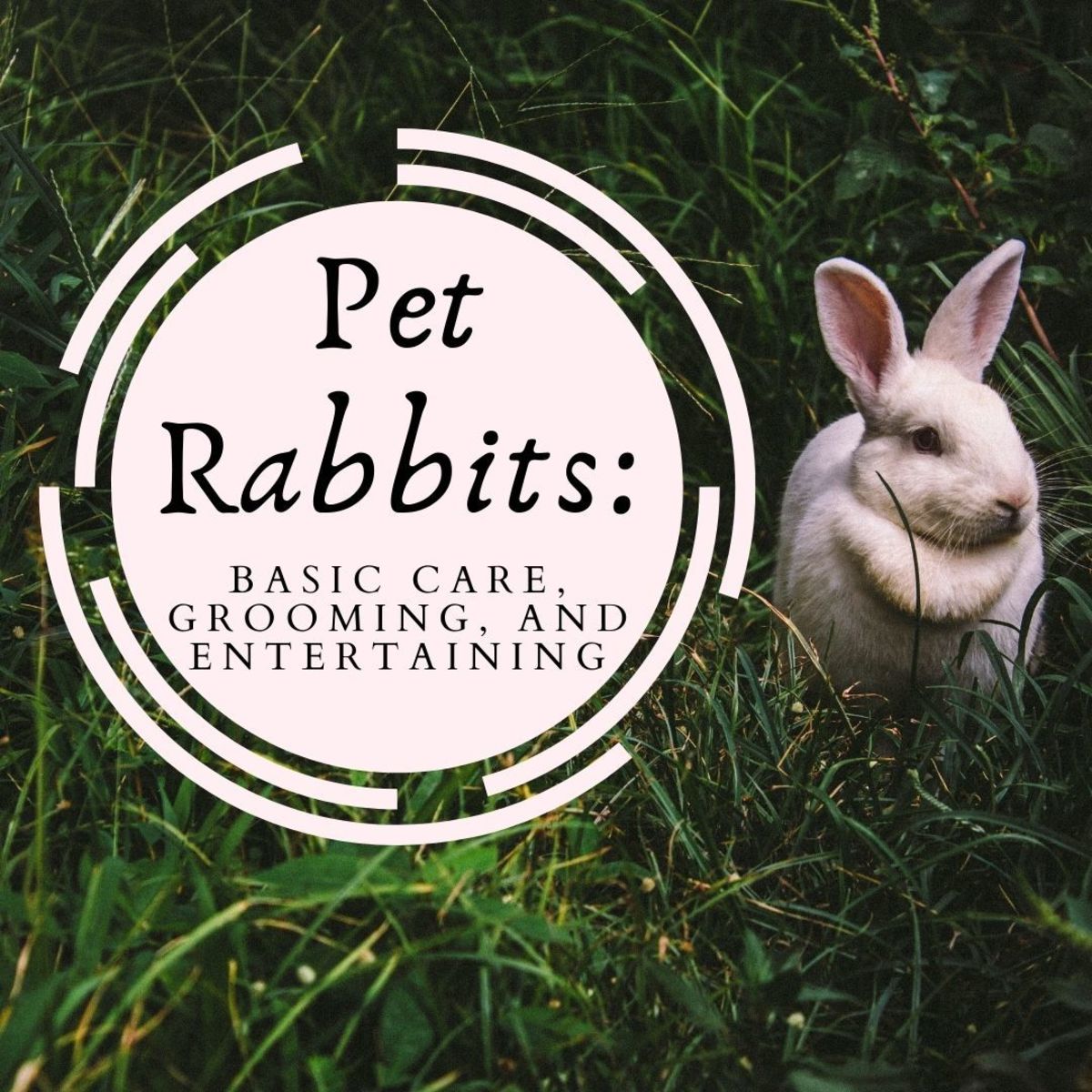 Tips for Caring for Your Pet Rabbit