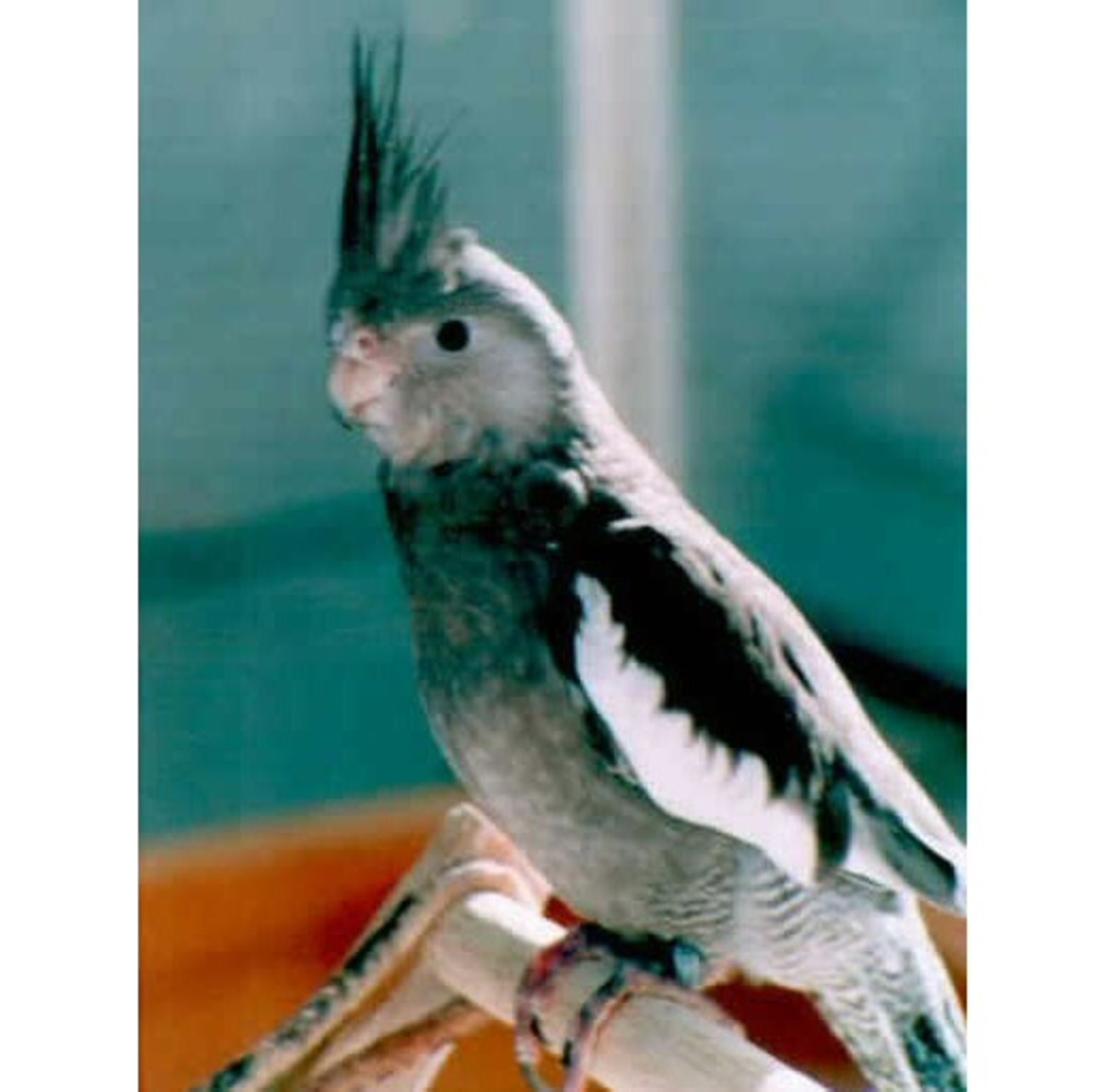 Gully the grey cockatiel