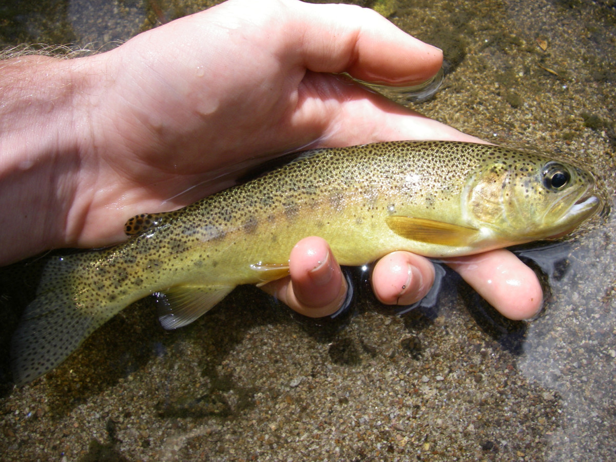 Unusual and threatened species of Arizona trout - the Gila trout