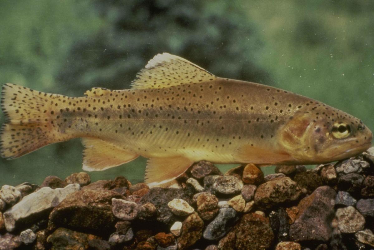 Fishing for the Threatened Gila Trout in Arizona and New Mexico
