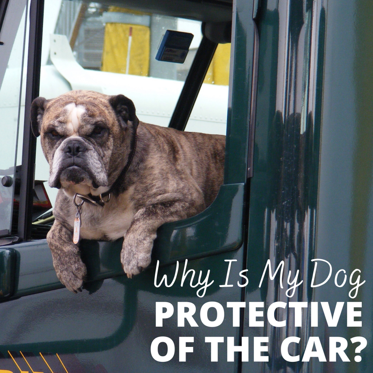 Does your dog bark when people come near your car? 