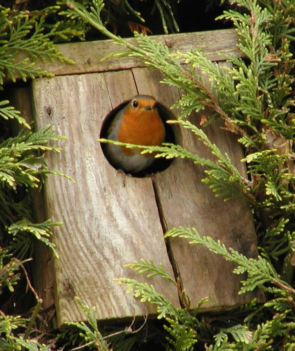 How To Build A Nest Box For Robins From Scrap Timber - Dengarden