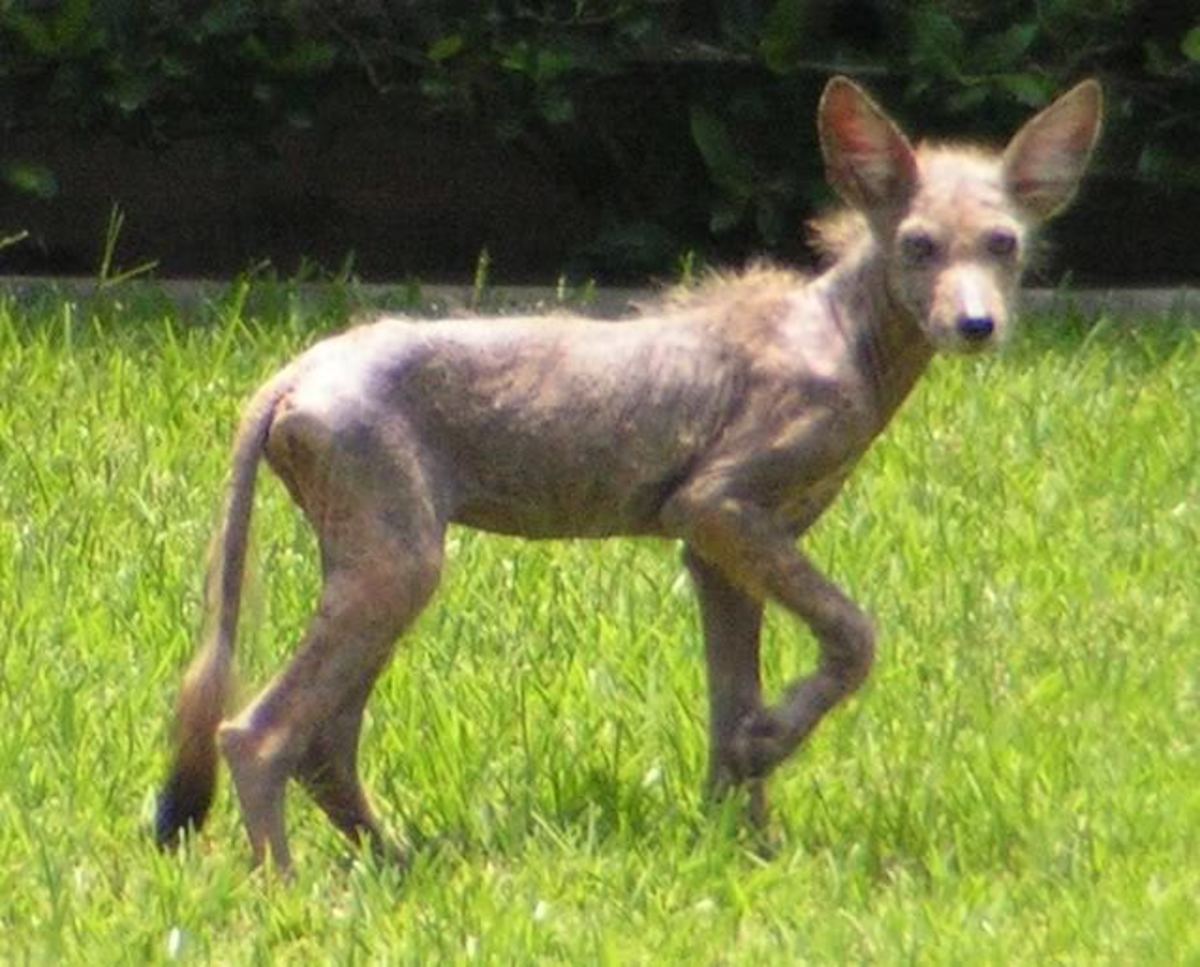 A mange infested coyote.