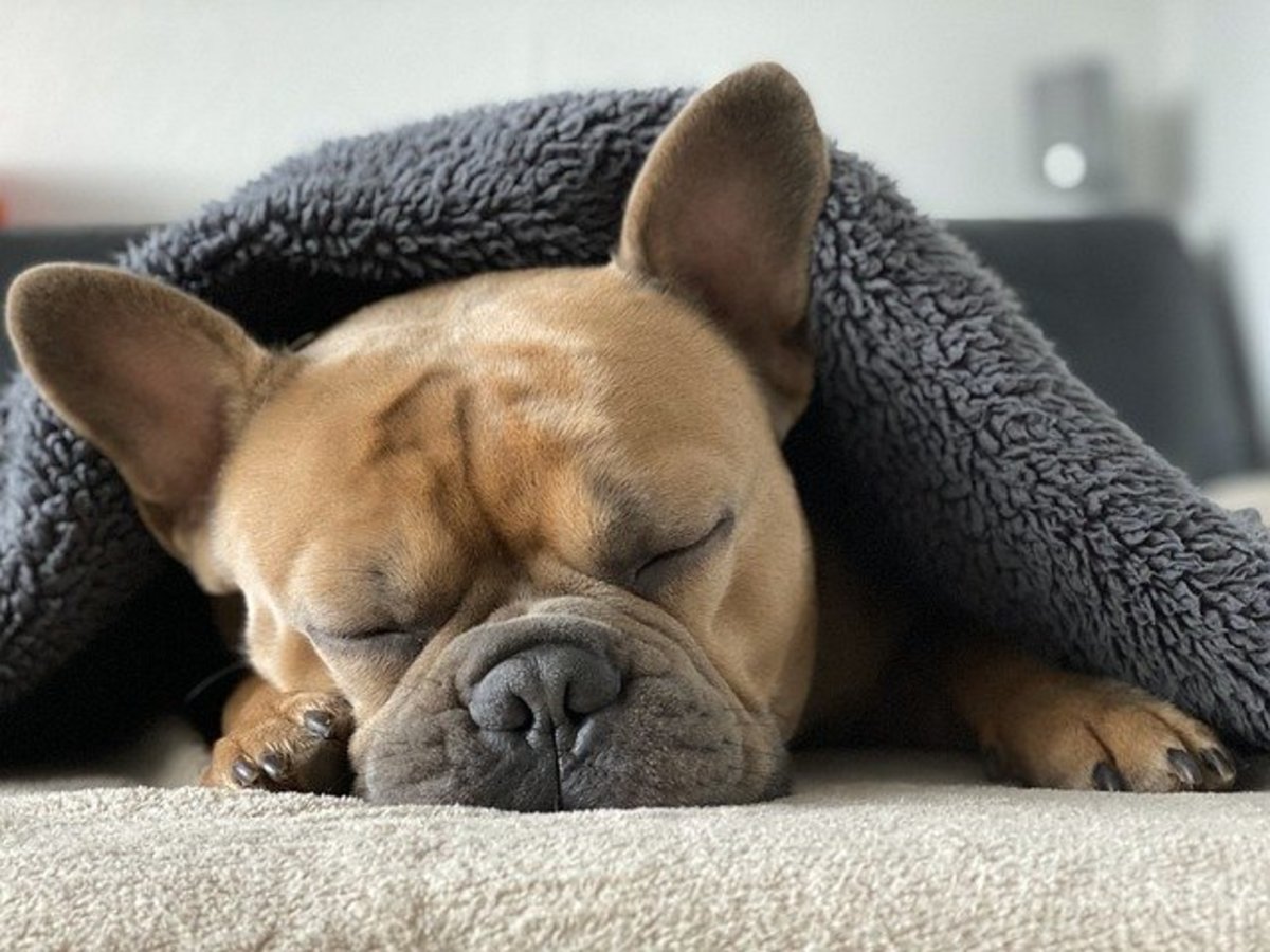 Does your dog need a "cortisol vacation?"