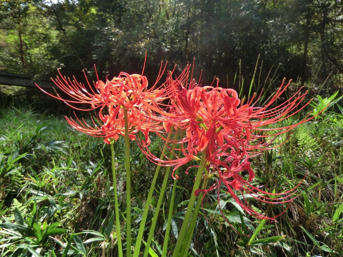 Red Spider Lily Plant Dilamot