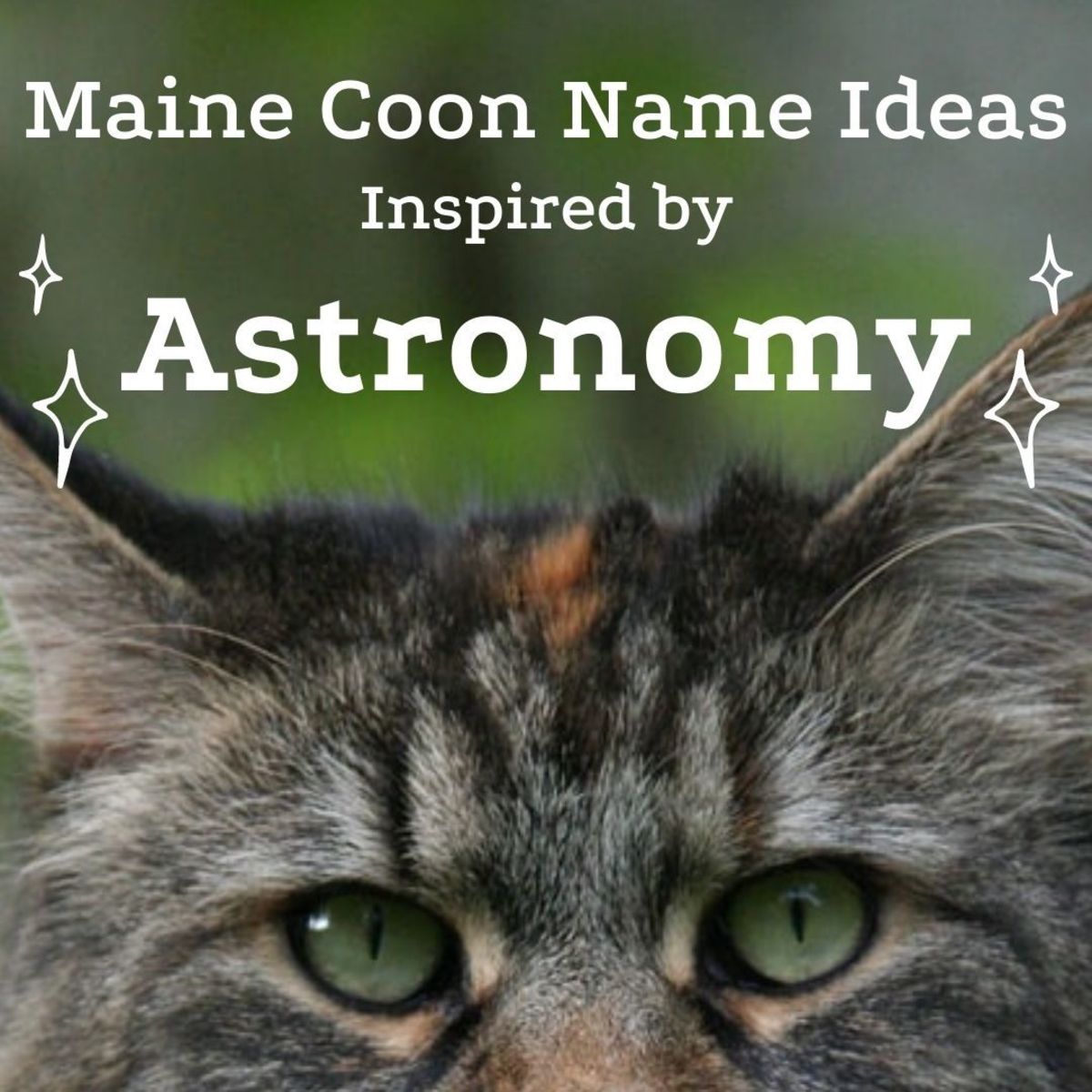 15 Astronomical Names for Maine Coon Cats (From Apollo to Vulcan)