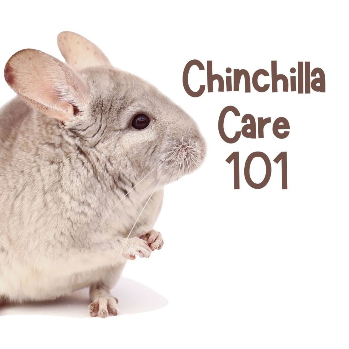 The basics of caring for a chinchilla