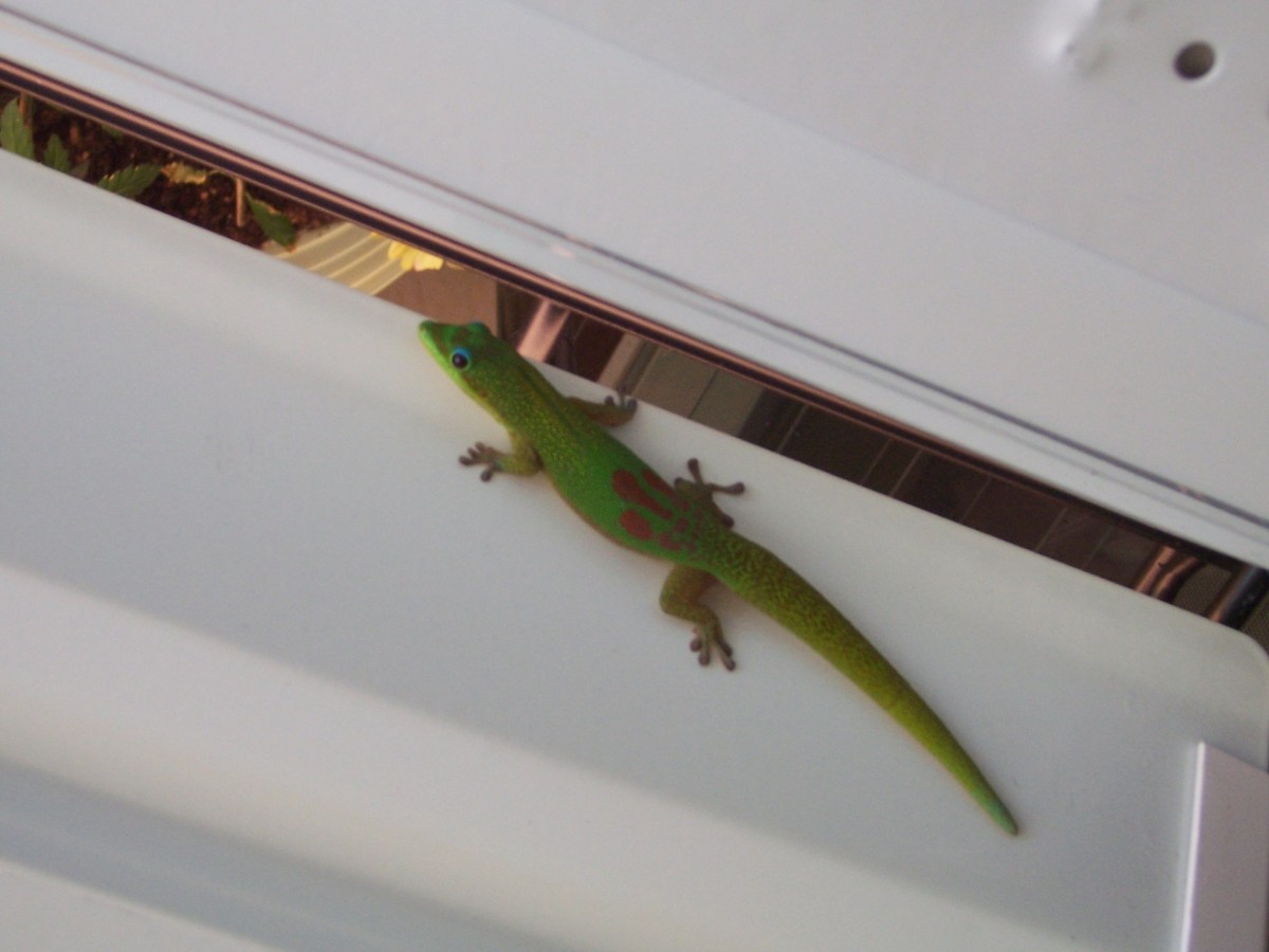 Aloha Gecko "Hangin Sixteen"