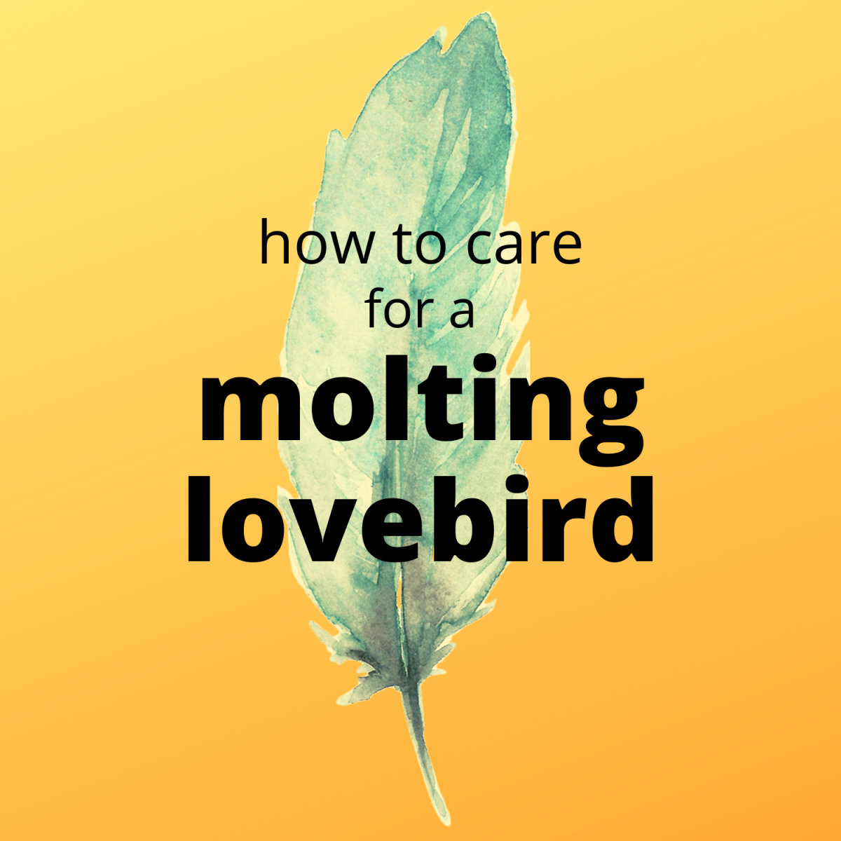Lovebird Molting: Symptoms and Care