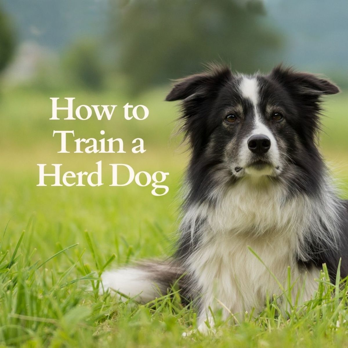 How to train dogs to herd
