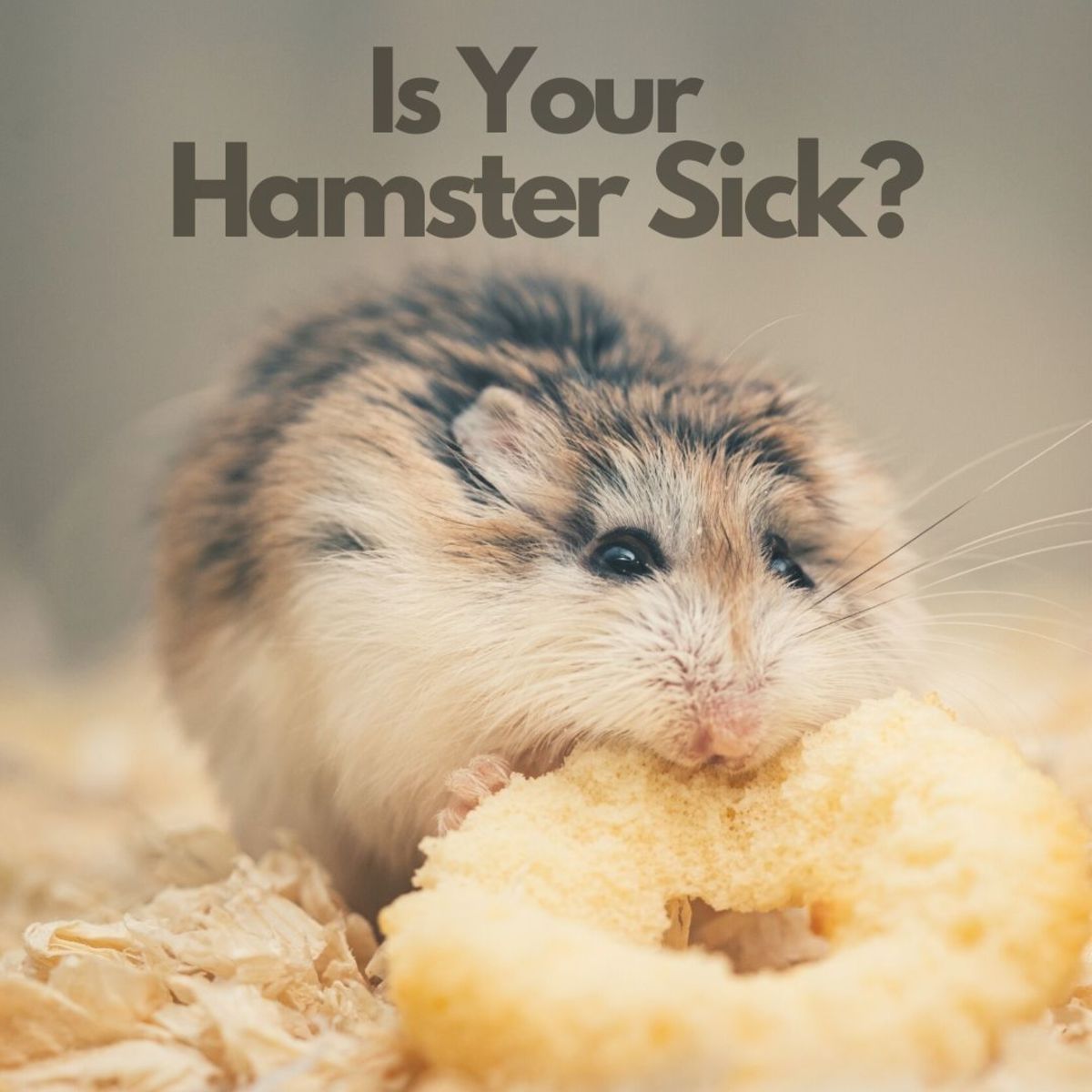 How to handle allergies in hamsters