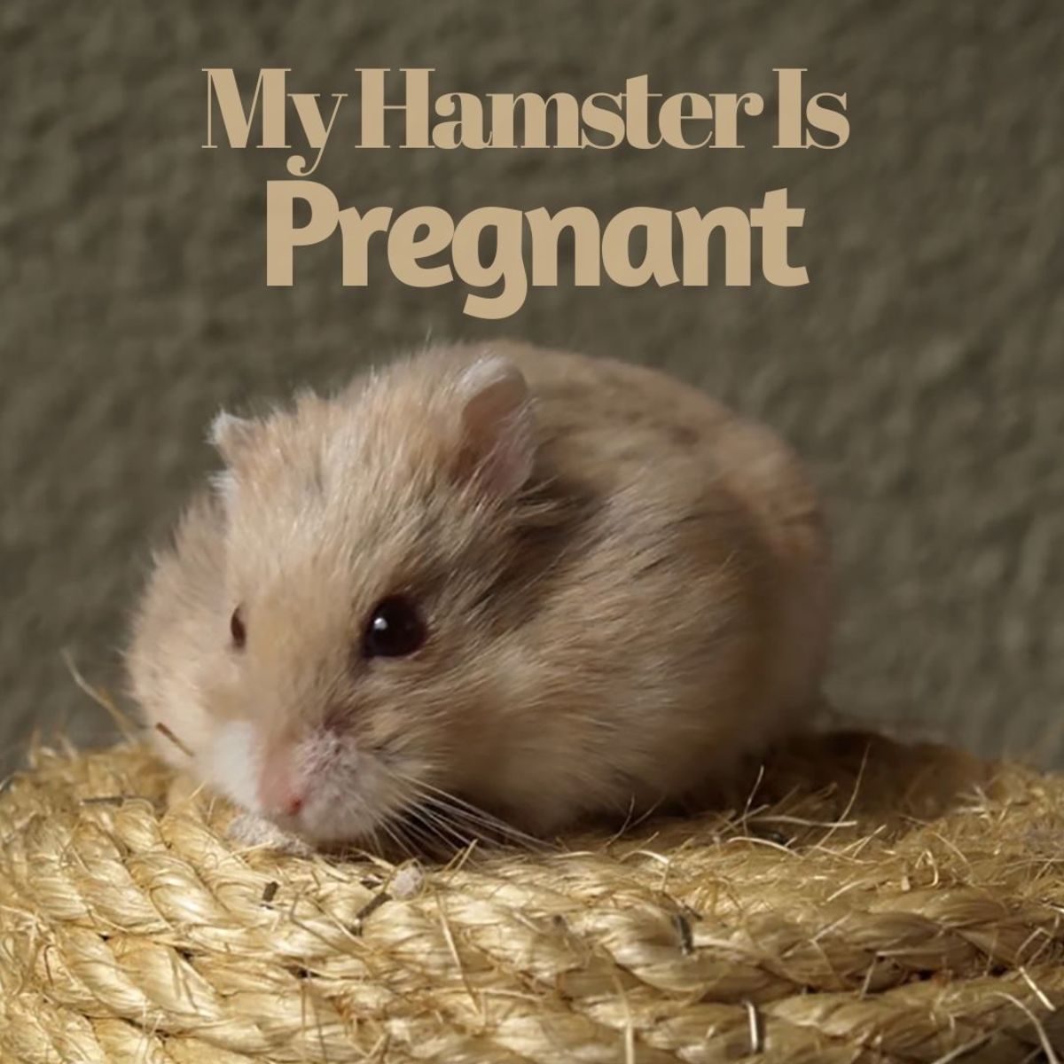 Are you prepared for hamster pregnancy?