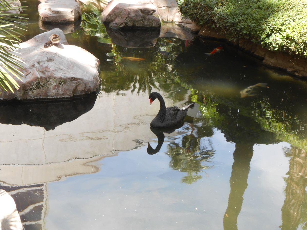 Black Swan at the Flamingo Wildife Habitat, Las Vegas.