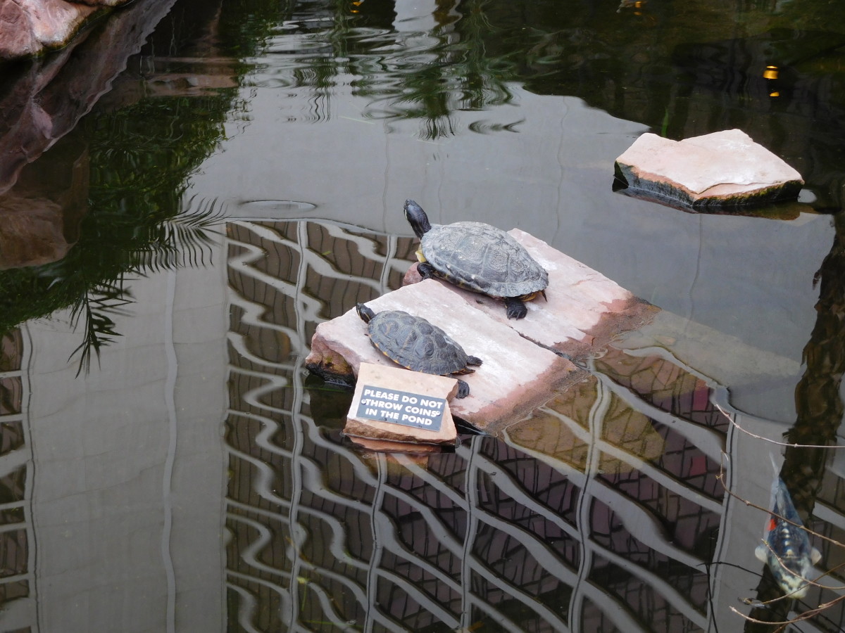 Turtles at the Flamingo Wildlife Habitat (with the Flamingo Hotel in the reflection of the water)