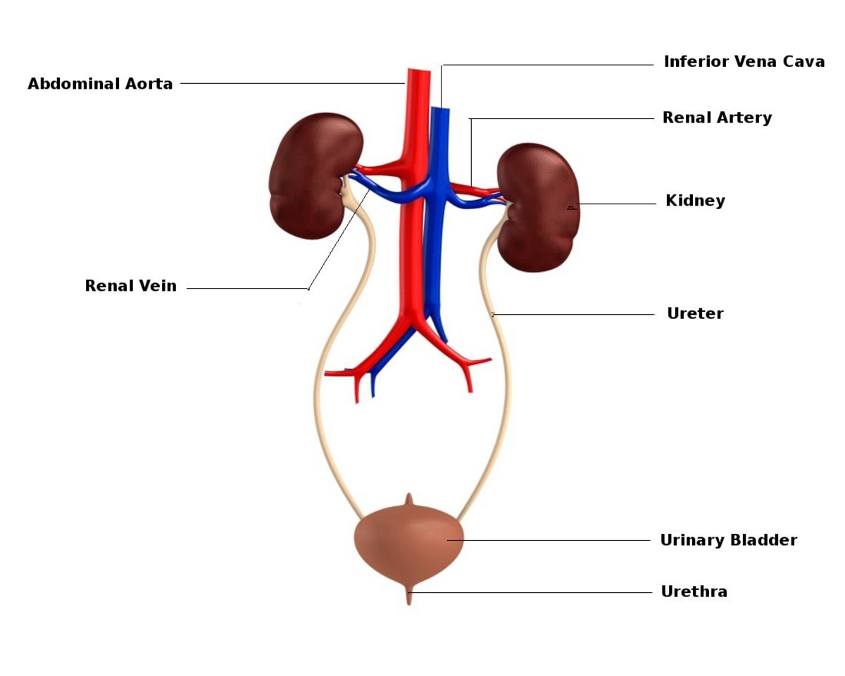 Human urinary system