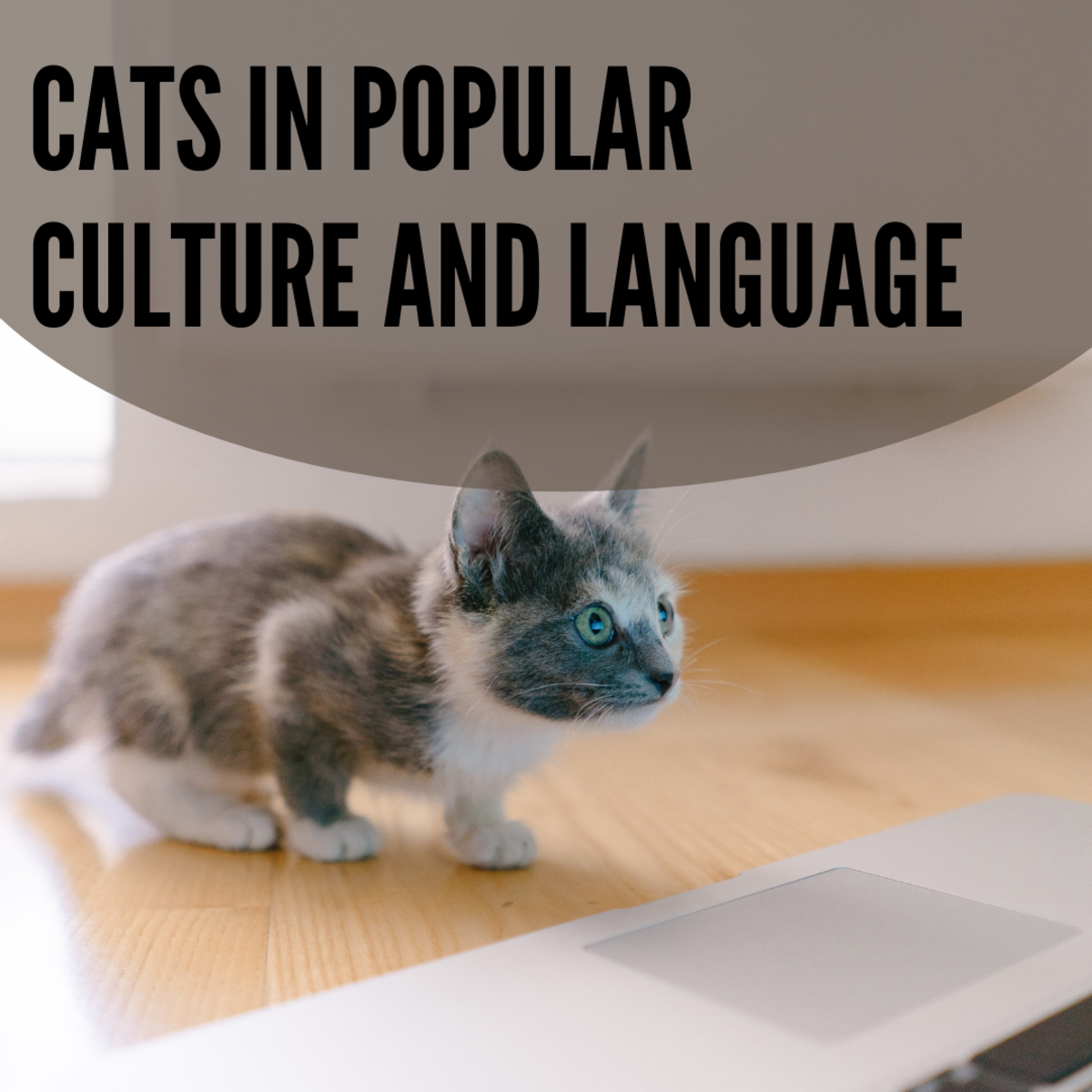 Cat Got Your Tongue? Cats in Our Language and Culture