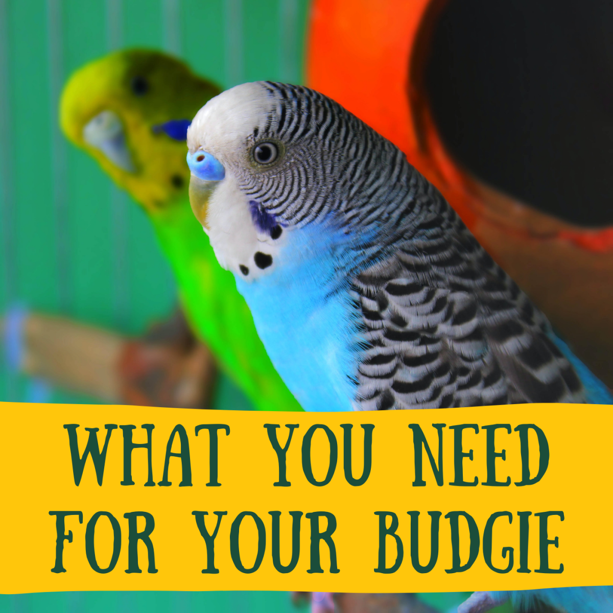 Get a shopping list for your new pet budgie, along with advice on setting up the cage.