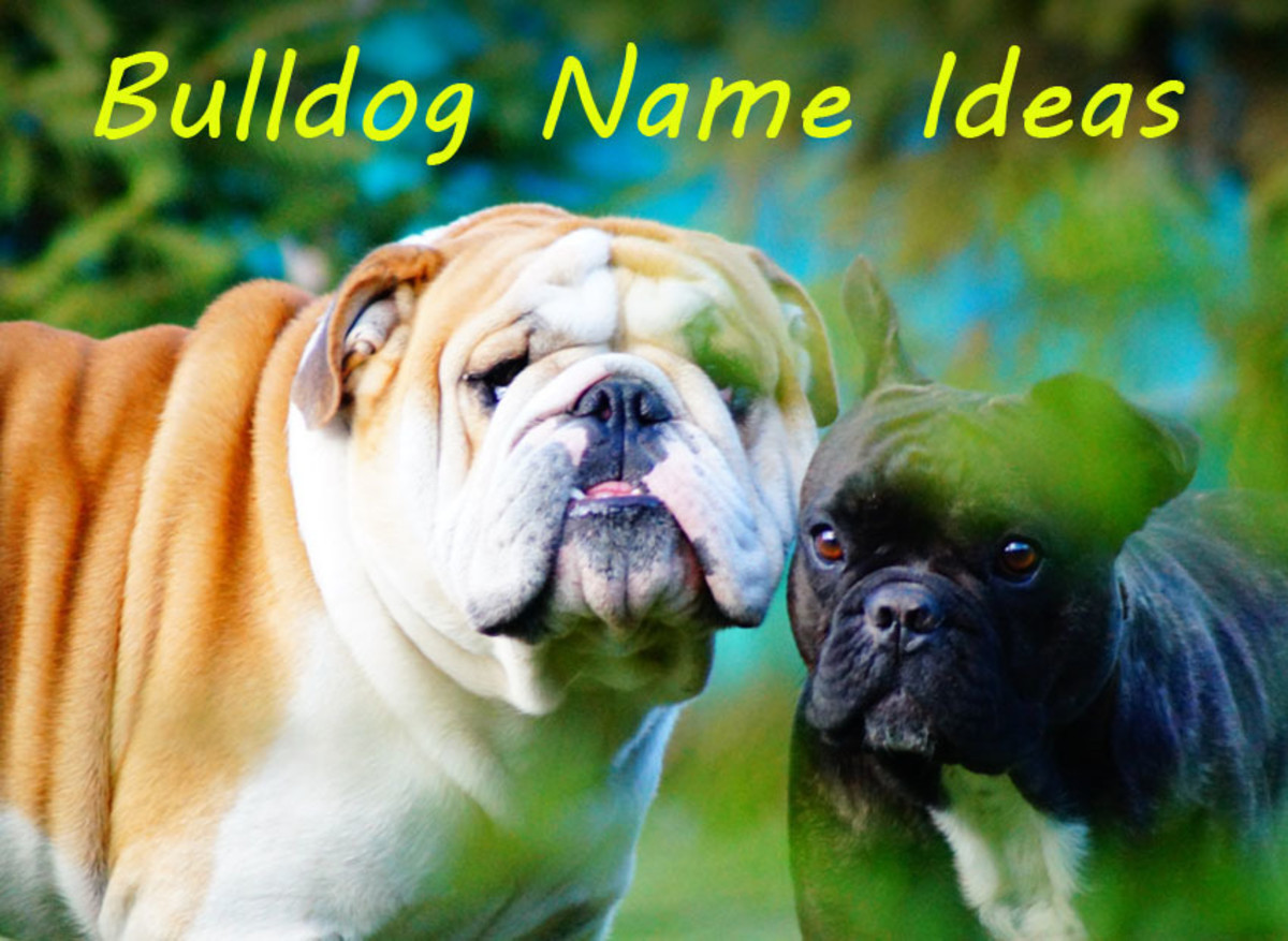 250+ Fun Bulldog Name Ideas