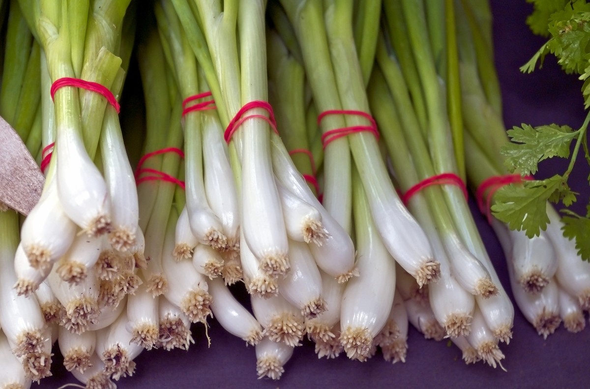 Green onions are onions that are harvested early, before they can develop large bulbs.