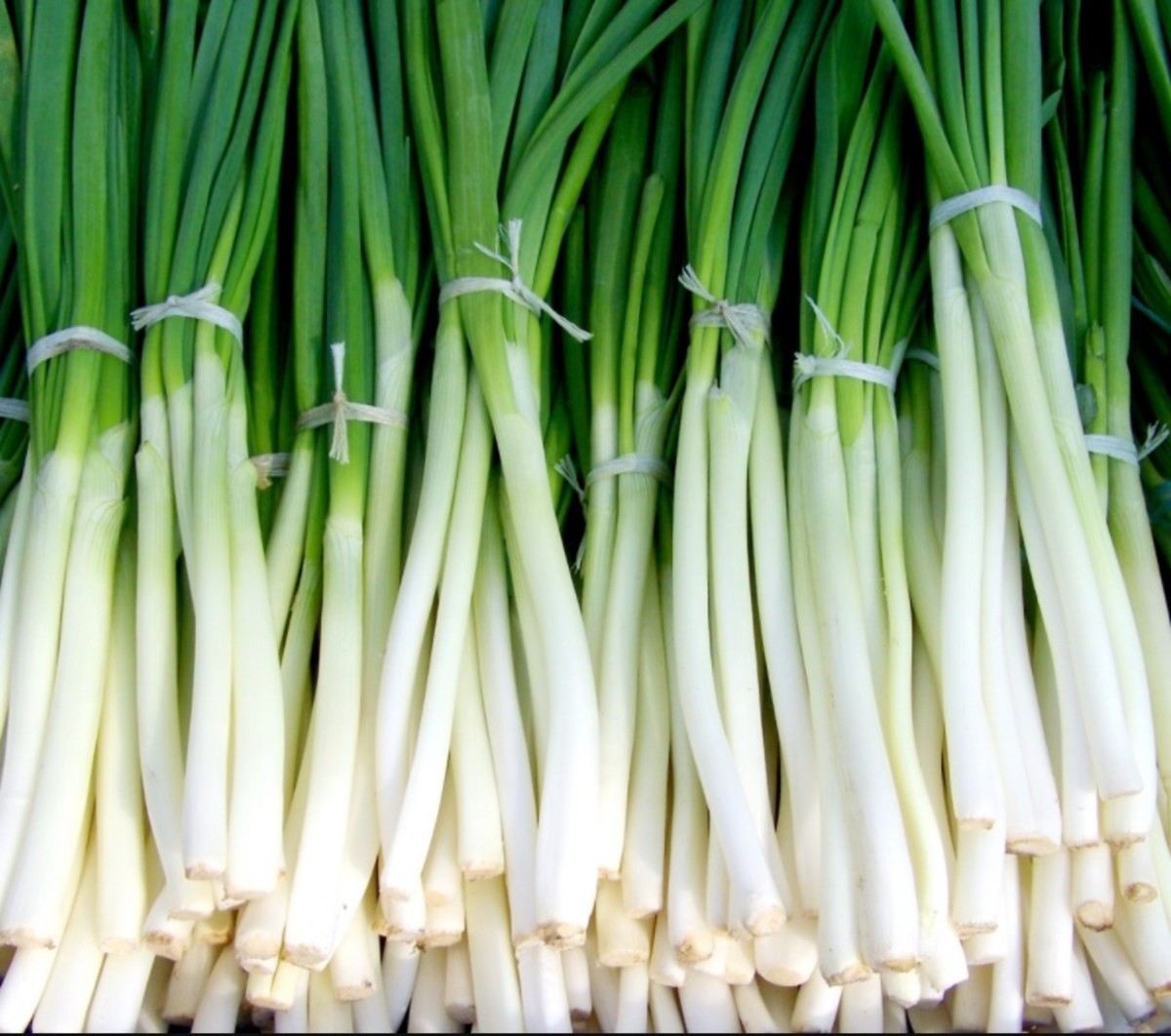 Scallions do not have a prominent bulb.