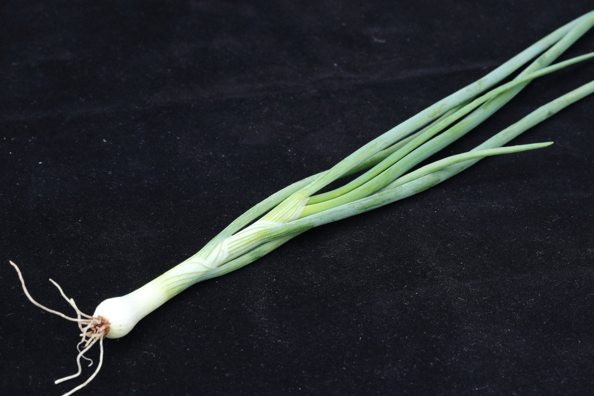 Are Scallions the Same as Green Onions? (+Bonus Recipe!) Delishably Food and Drink