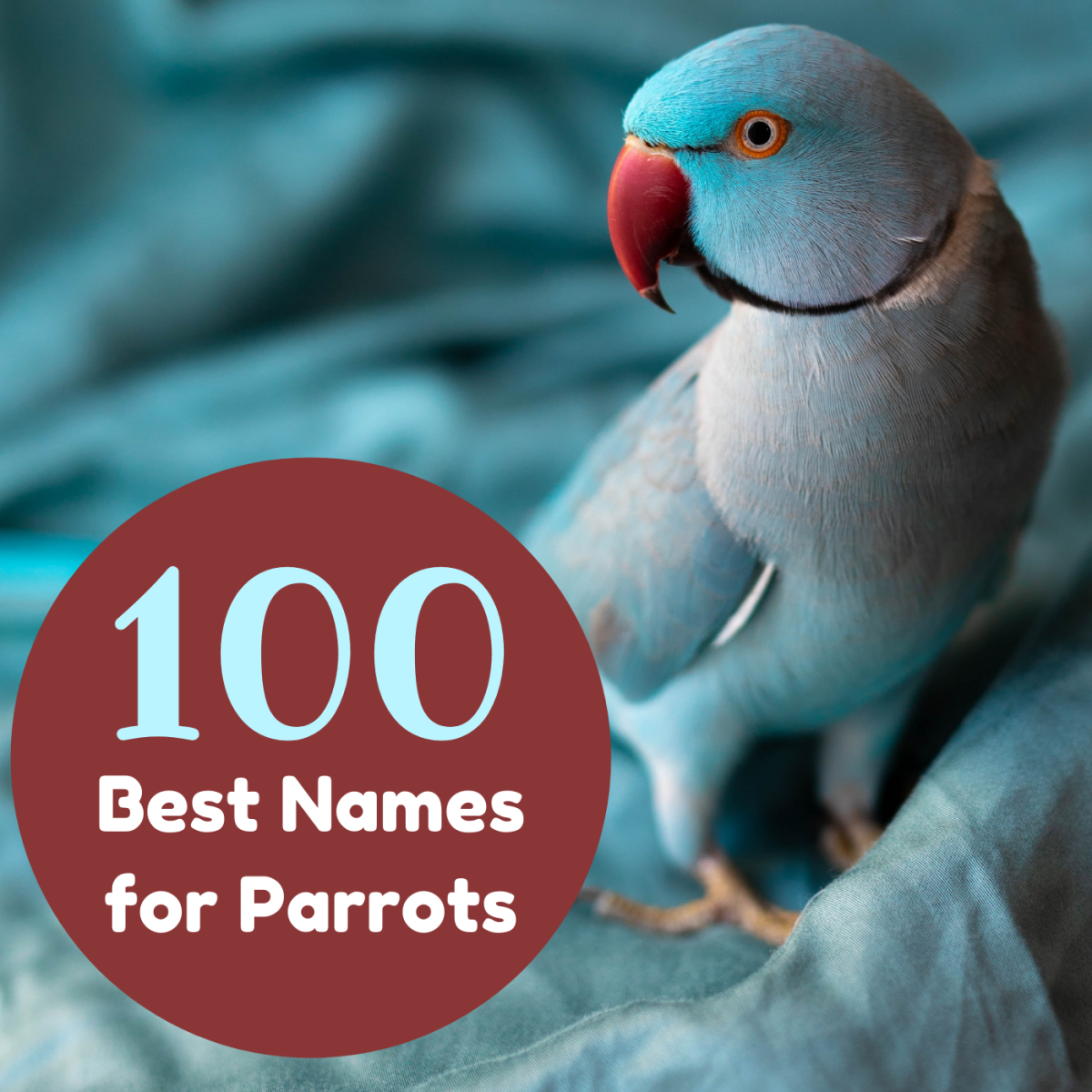 From Aggie to Zed, check out an alphabetical list of great parrot names, and get some tips on how to pick the perfect name for your bird!
