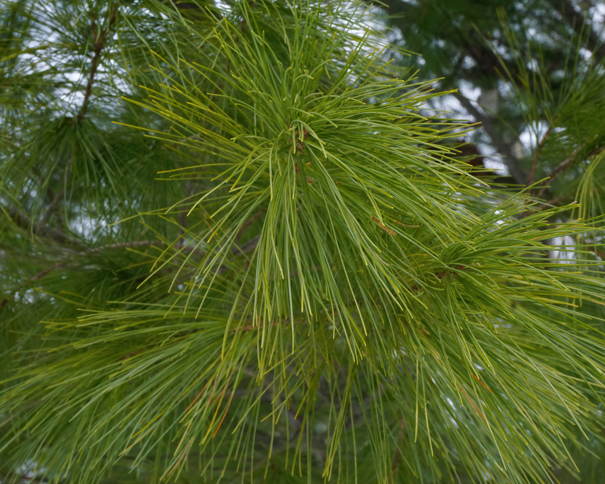 EASTERN WHITE PINETREE  NEEDLES