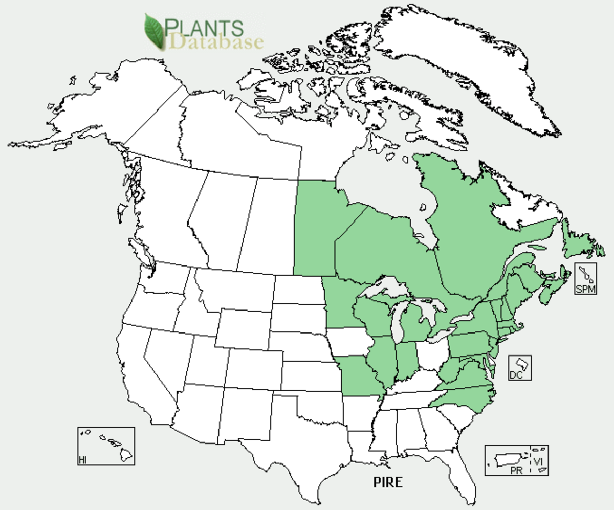  RED PINE TREE USDA PLANT DATABASE MAP 