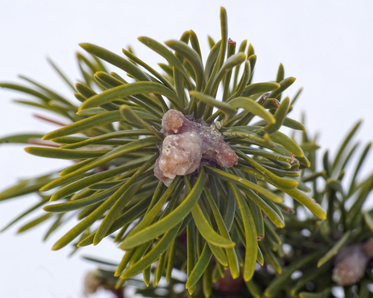 JACK PINE TREE WINTER BRANCH AND RESIN COATED BUDS