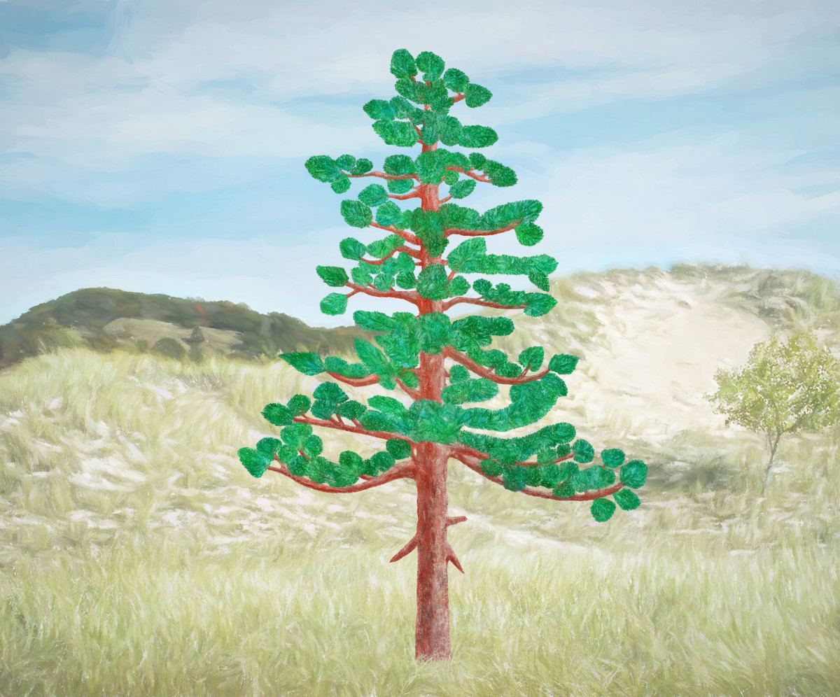 SCOTS (SCOTCH) PINE TREE PHOTO DRAWING