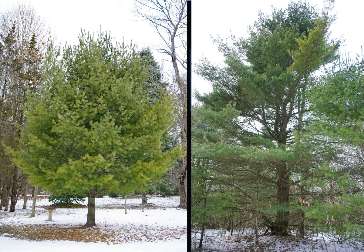 Left:  WHITE PINE TREE in OPEN LANDSCAPE Right: WHITE PINE TREE in  CROWDED FOREST 