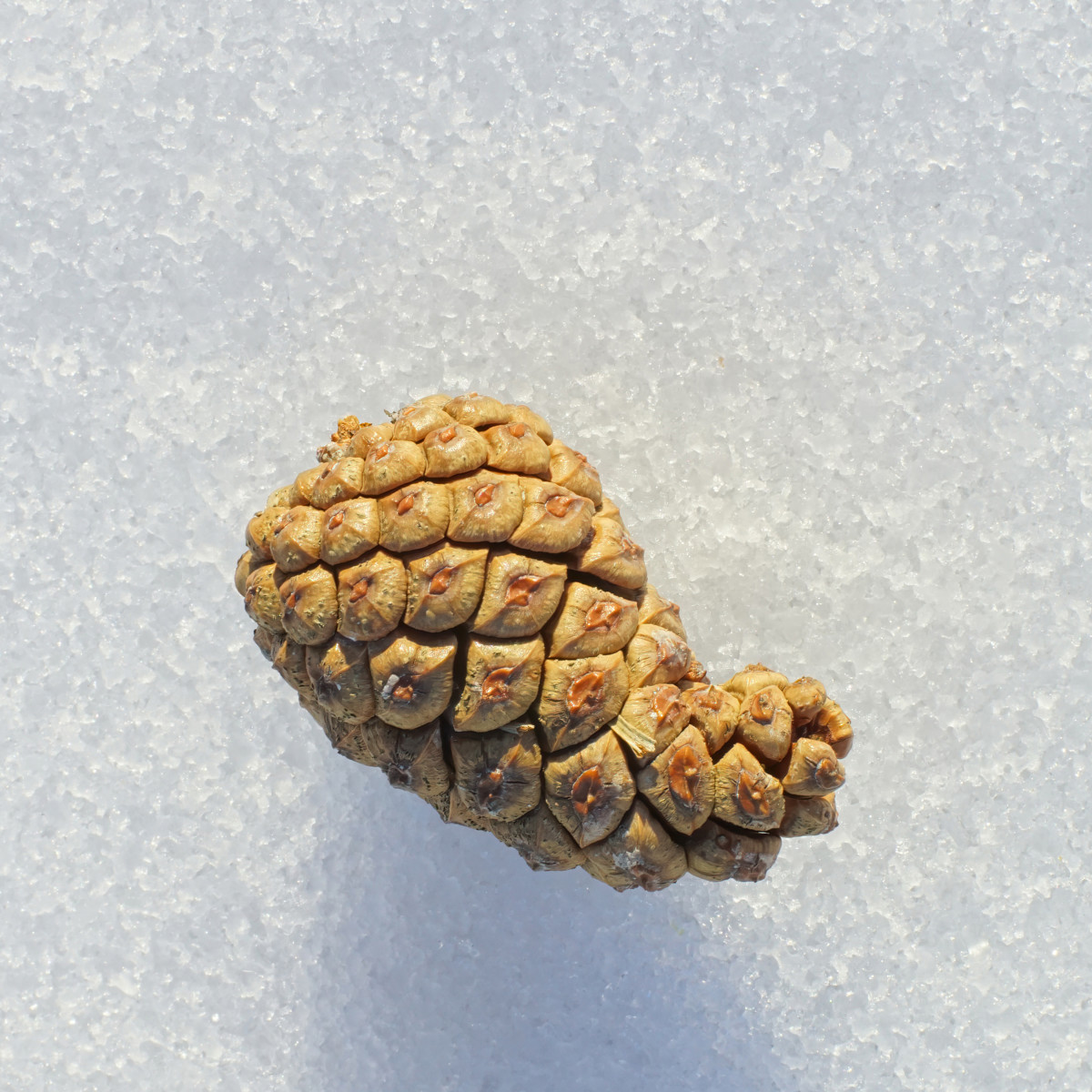 JACK PINE TREE SEED CONE SHOWS CHARACTERISTIC CURVED TIP