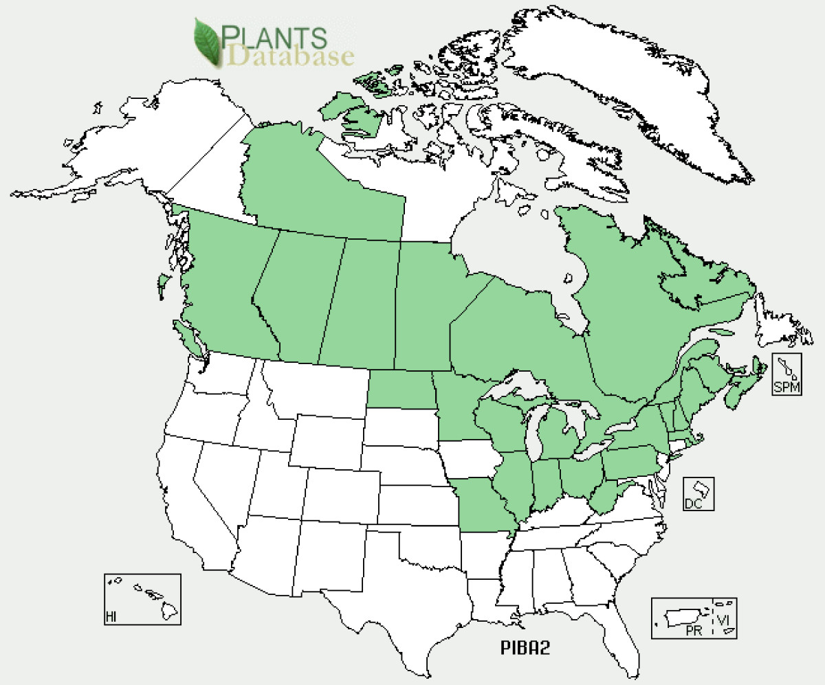 USDA PLANT DATABASE MAP OF JACK PINE