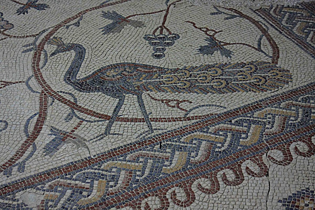 A fine peacock mosaic from Mount Nebo