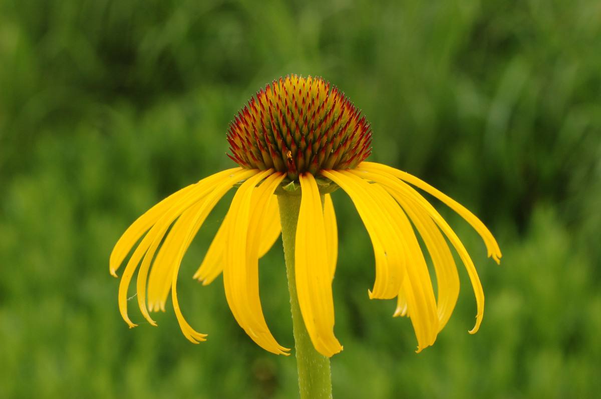 Yellow coneflower offers benefits for songbirds, as well as a splash of bright color.