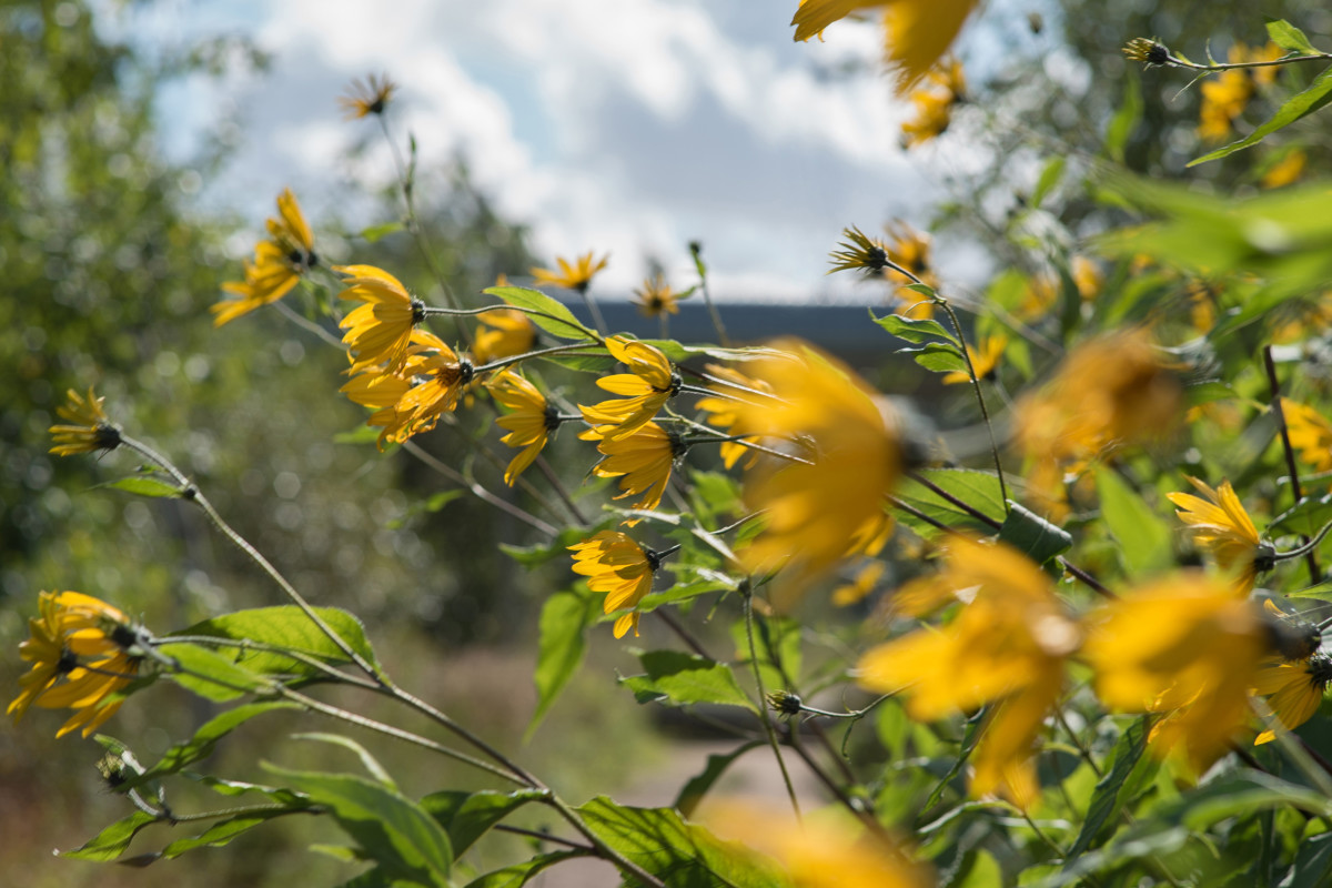 8 Yellow Native Wildflowers for Your Garden